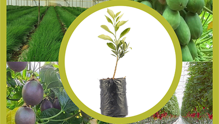 Sustainable Development & ESG Advisory